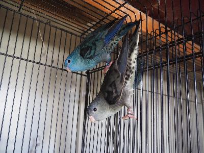 ℝ７年、この 春産まれ、異血。
性別　共に オス、
価格は 1羽の お値段。

　　≪ 共に 決まりました ≫