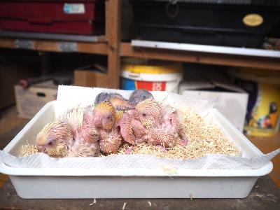 価格は 各１羽のお値段。
性別無鑑別。
お渡しは　もう少し先になります（予約受付）。
R1、撮影日は １1月５日。