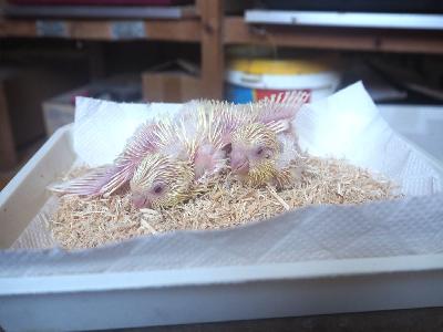  性別無鑑別。
 1羽 のお値段です。
12月10日、インスタグラムに
最新動画が載せてあります。
  　《 保留 》