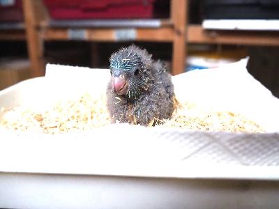  R8年1月31日

　《 売約済み 》