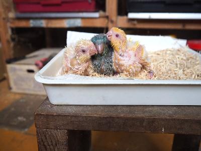 　2羽ともに 売約済み。