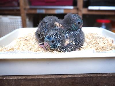 　R8.5.30　手前の子 コバルト。
　　《 決まりました 》