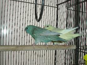 A05 ♂ SLG DF ｺﾊﾞﾙﾄ × ♀ ｸﾘｰﾑｲﾉ