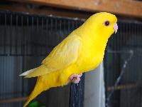 黄色が濃い ルチノー。
（山吹カラー）
