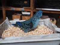 N コバルト