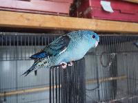 N コバルト sp イノ （90.4ℊ）。
未だ 挿し餌中。