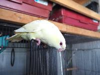 一人餌になった クリームイノ。