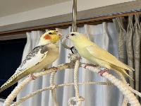 オカメインコの「てん」と
クリームイノ の 「おもち」、オナーはShibata さん。
サザナミは 我が禽舎 出。