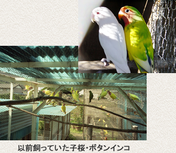 以前飼っていた子桜・ボタンインコ